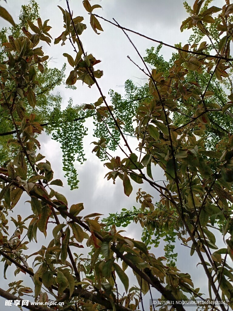 枝叶繁茂的绿植景观