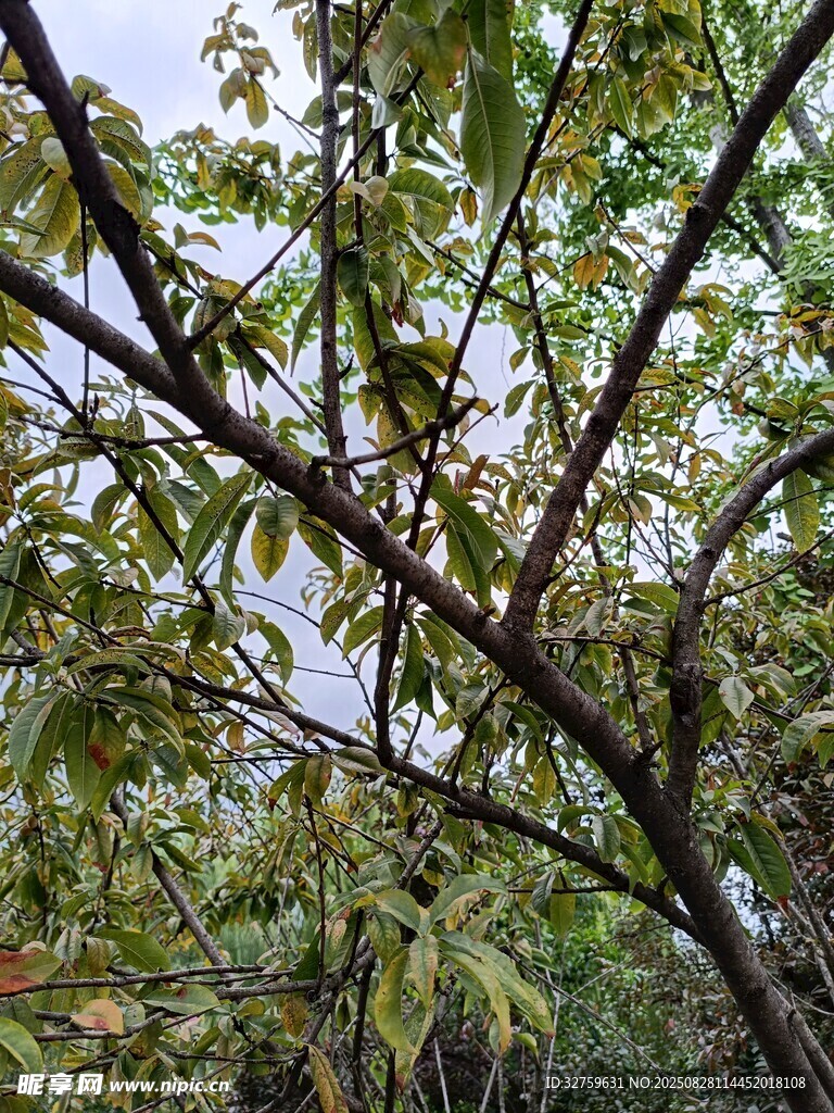 枝头绿叶繁茂的树木