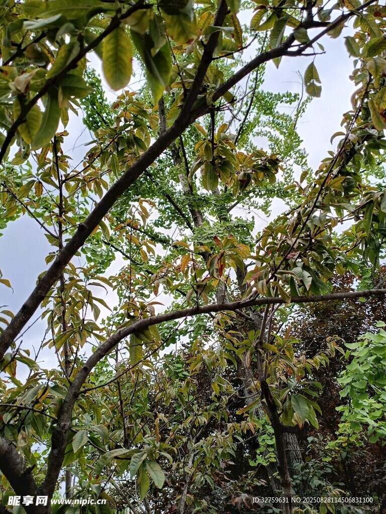 枝头绿叶间的繁茂景致