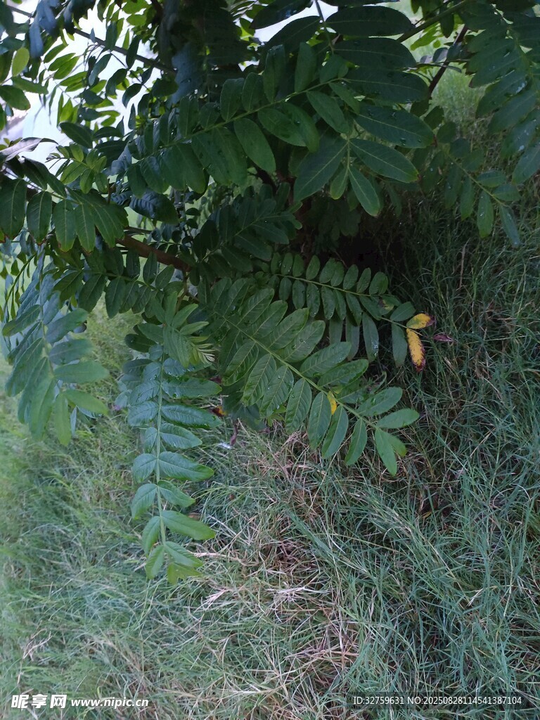 林间繁茂绿植与隐秘小径