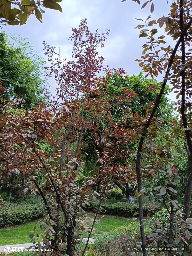 秋日红枫装点绿意园林