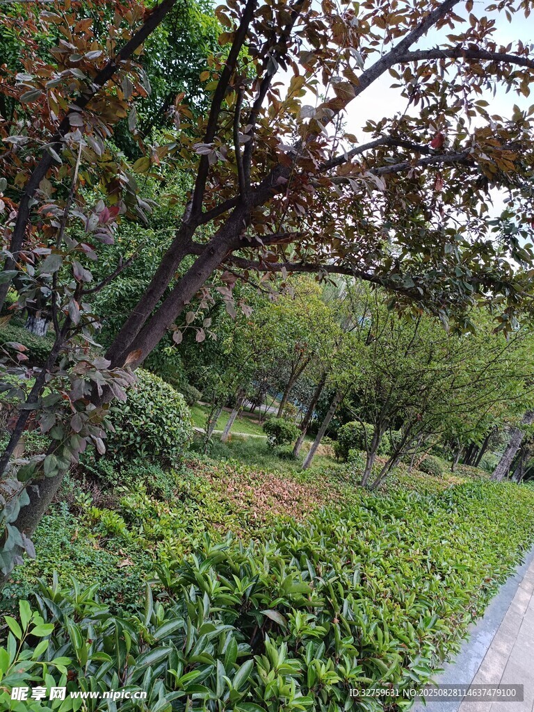 林间小径旁的繁茂绿植