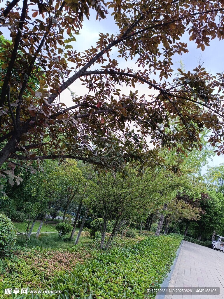 林间小径旁的繁茂绿树