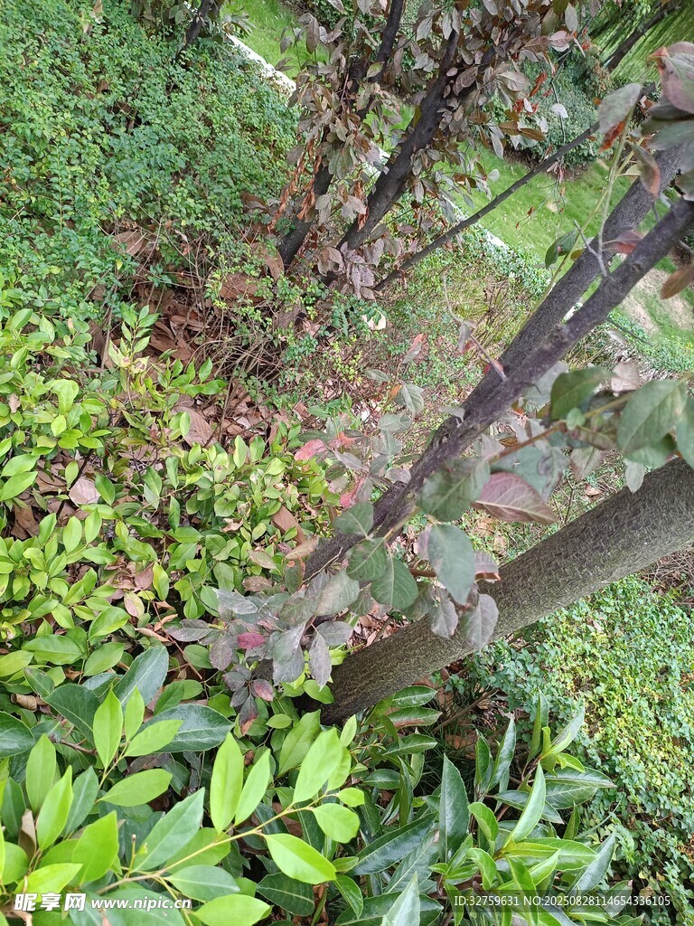 繁茂绿植中的树木景观