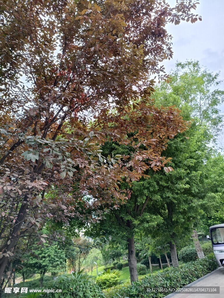 秋日公园绿树红叶景致