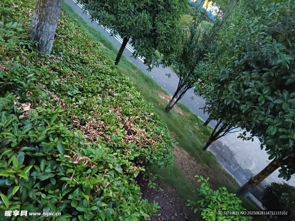 路边绿植小径景象