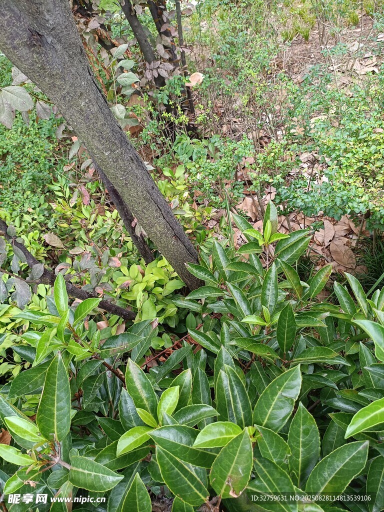 木旁翠绿植物生机盎然