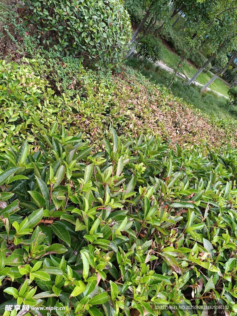 绿意盎然的繁茂植物景观