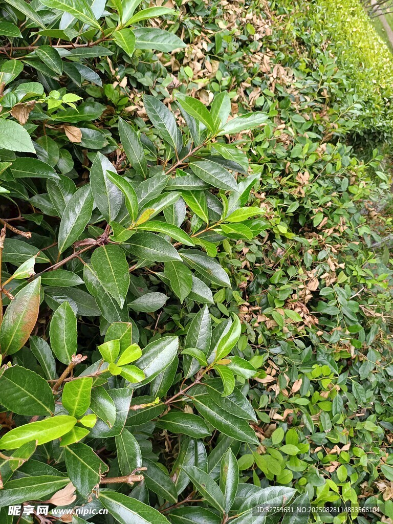 绿叶繁茂的植物景观