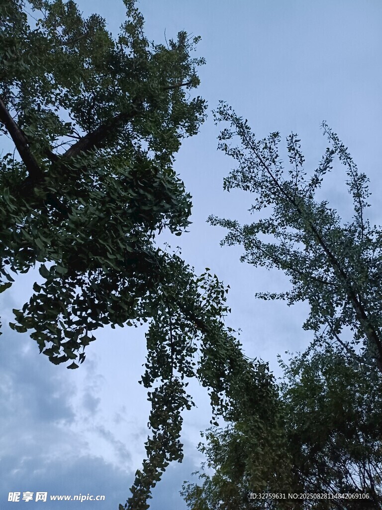 蓝天绿树间的自然景致