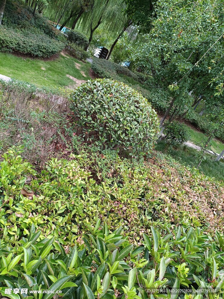 绿意盎然的花园景观