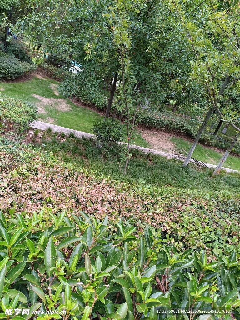 绿意盎然的户外自然景观