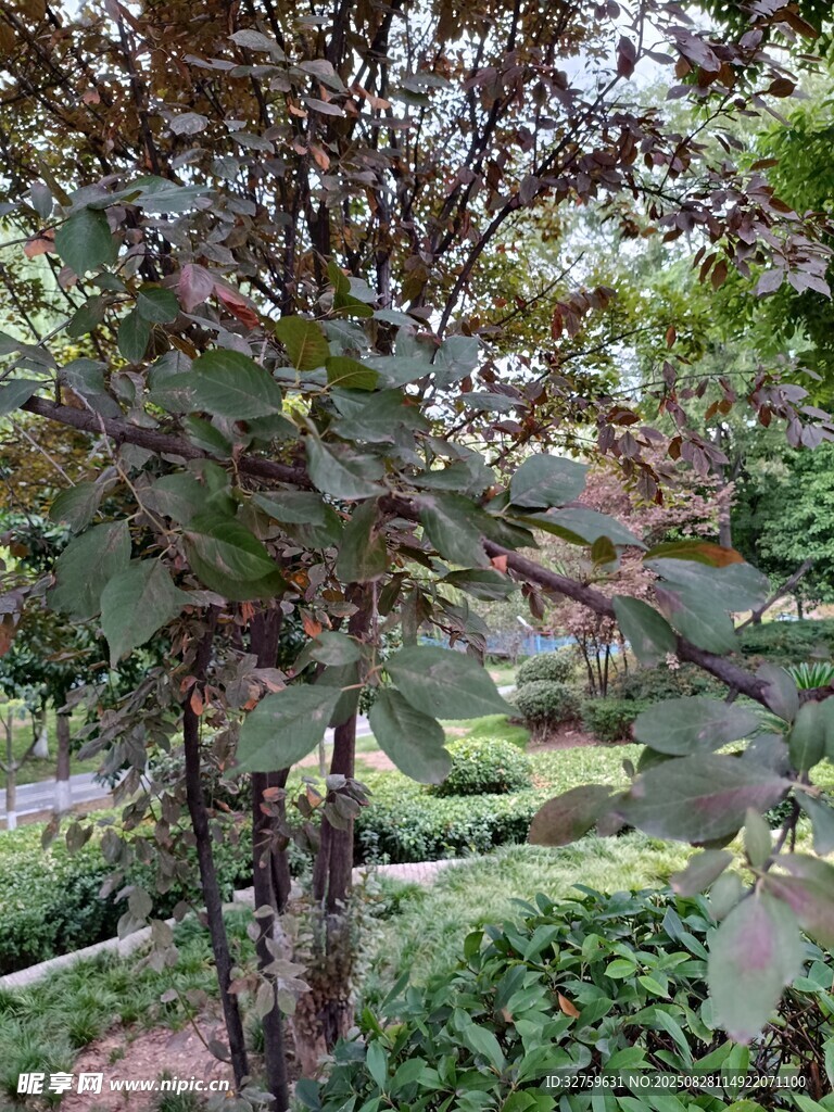 园林中的繁茂树木景观