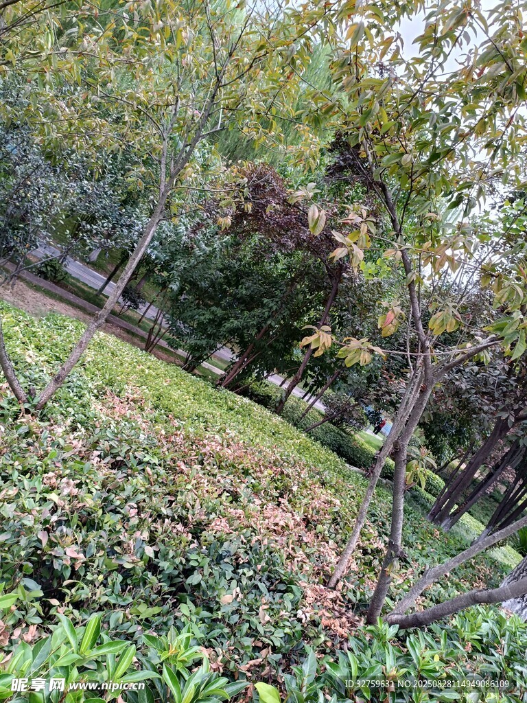 秋日林间草地美景