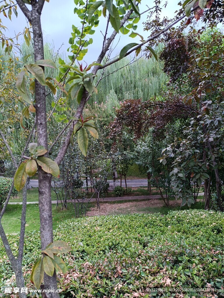 林间绿意盎然的自然景致