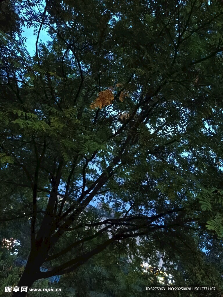 仰视繁茂枝叶间的天空