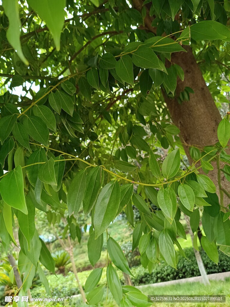 绿叶繁茂的树木景观