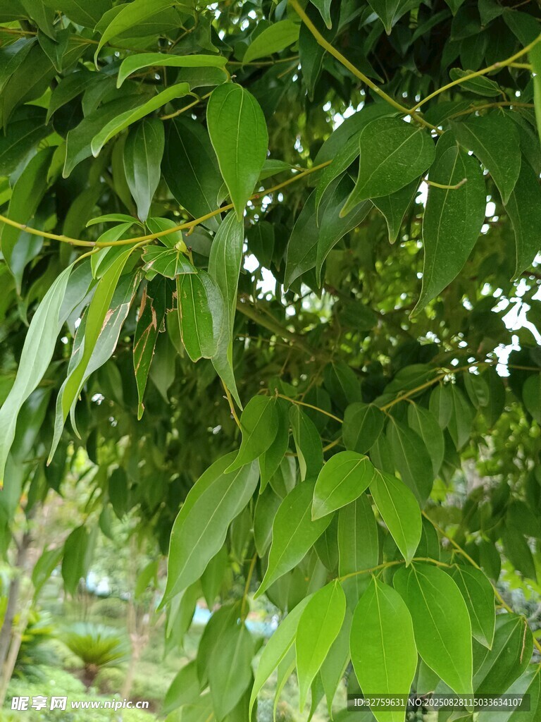 翠绿树叶繁茂的树枝