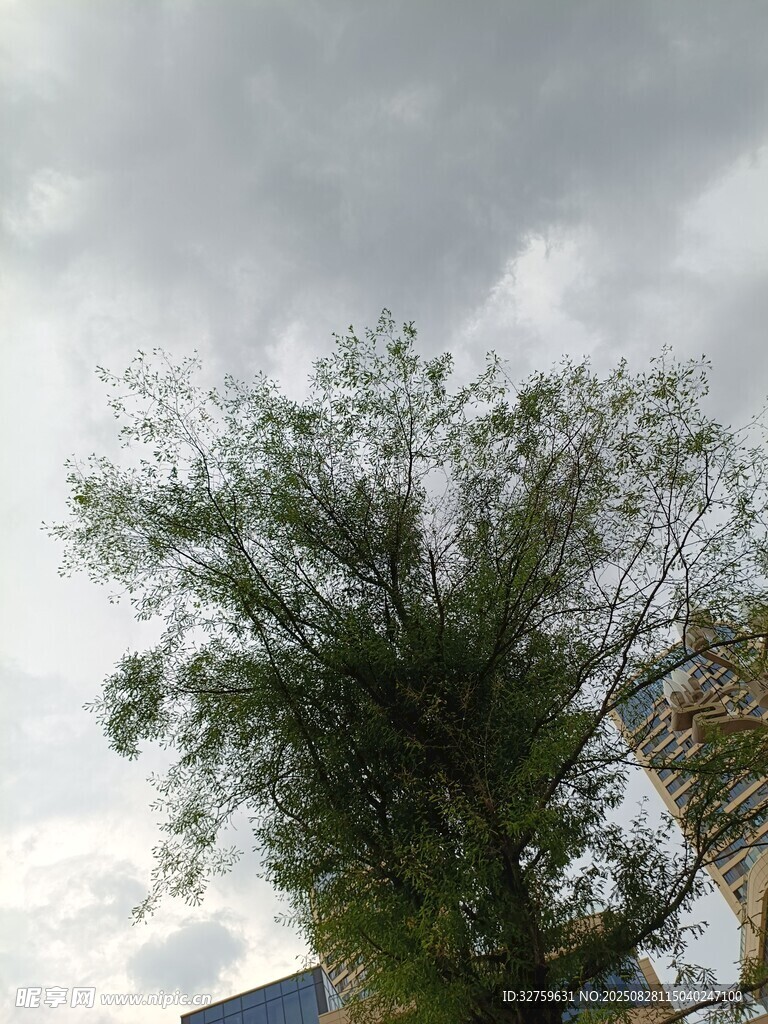 天空下的繁茂绿树