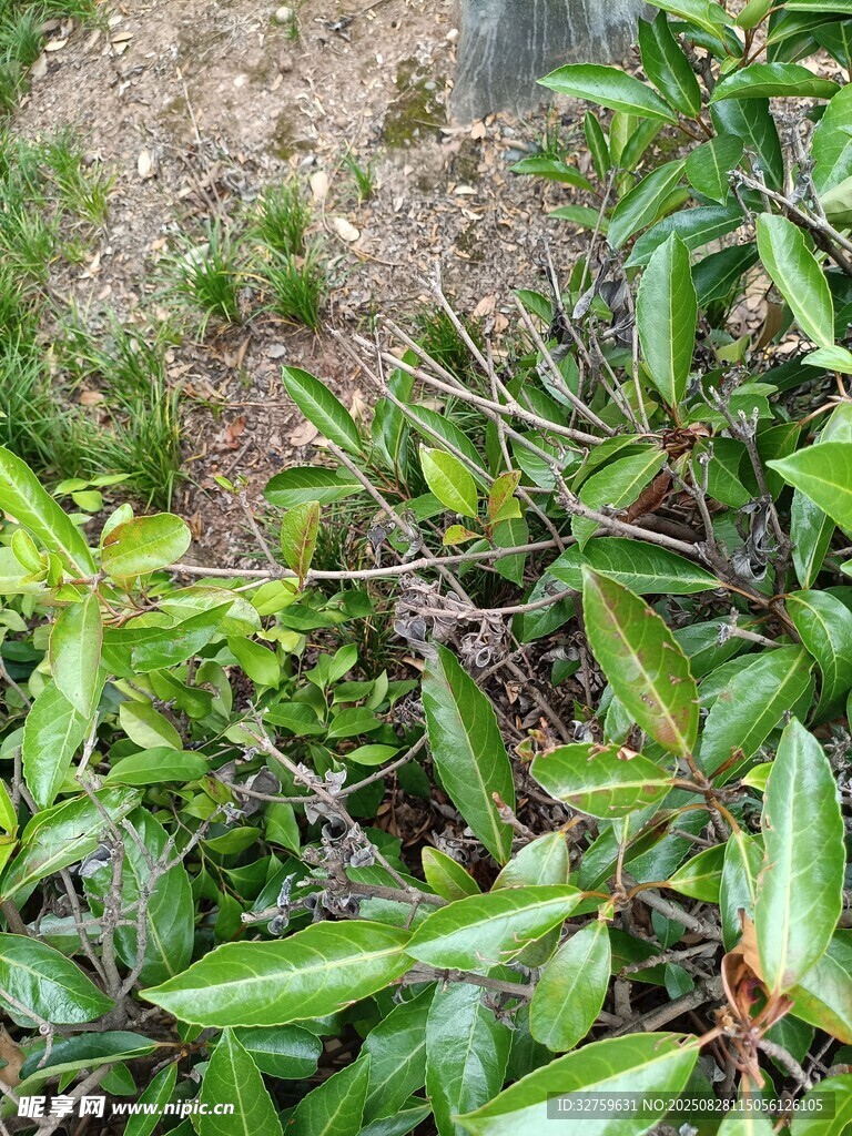 翠绿繁茂的植物枝叶