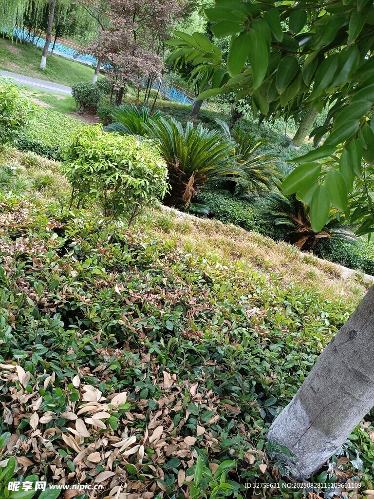 庭院绿植景观一角