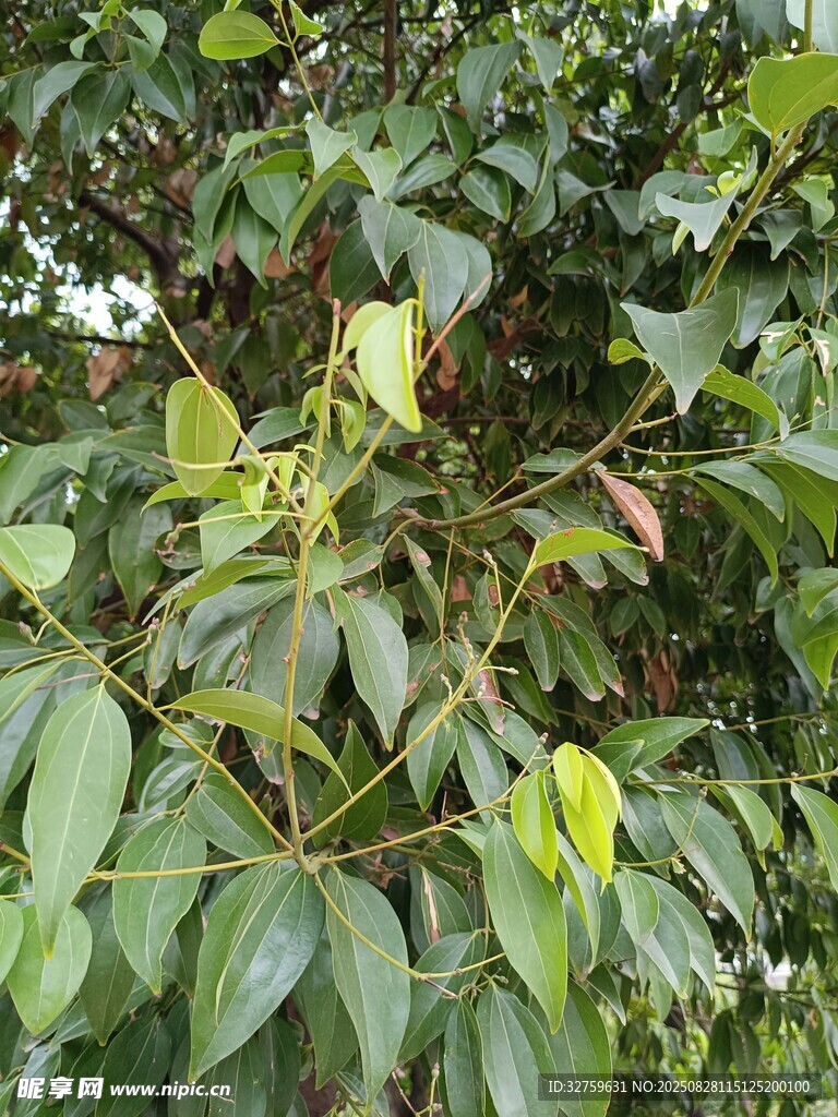 绿叶繁茂的树木景象