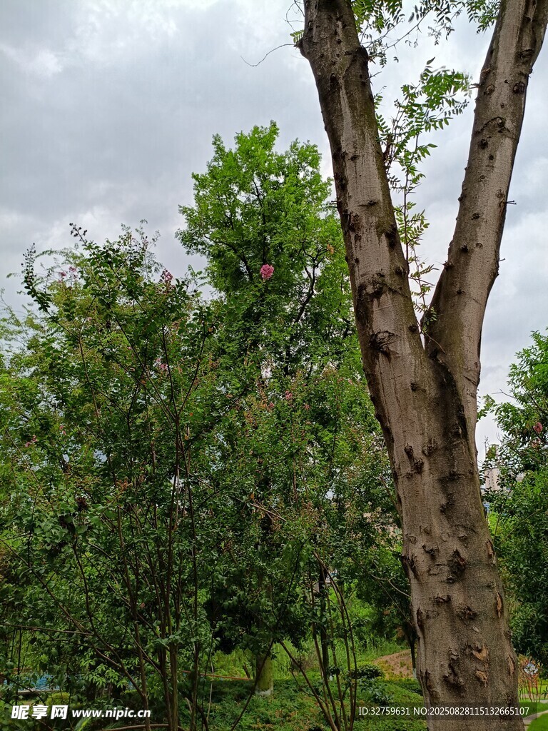 林间挺拔的树干与葱郁树木