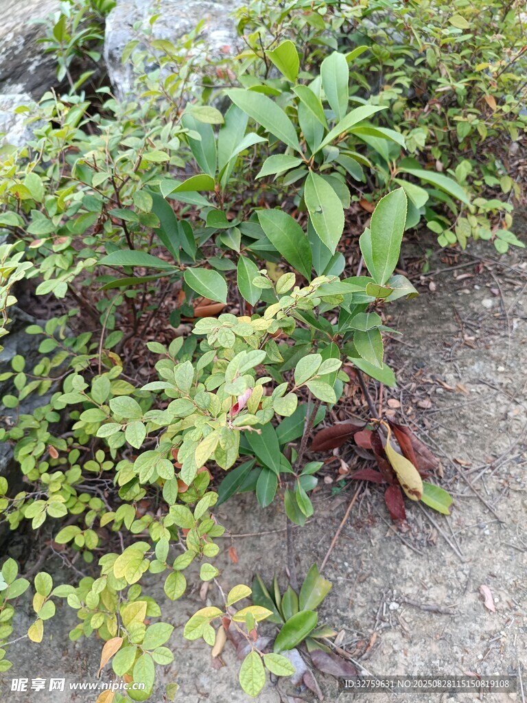 地面生长的绿色植物