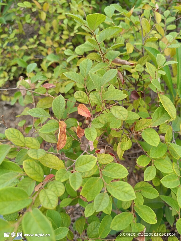绿叶繁茂的植物景观