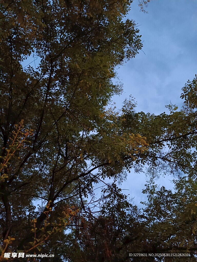 仰视秋日树梢蓝天景象