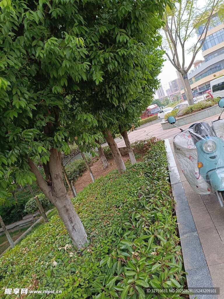城市街边绿树与绿植景观