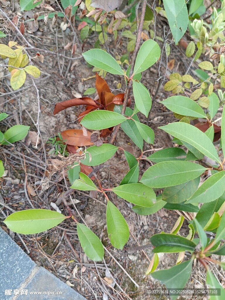 绿叶植物生长于地面