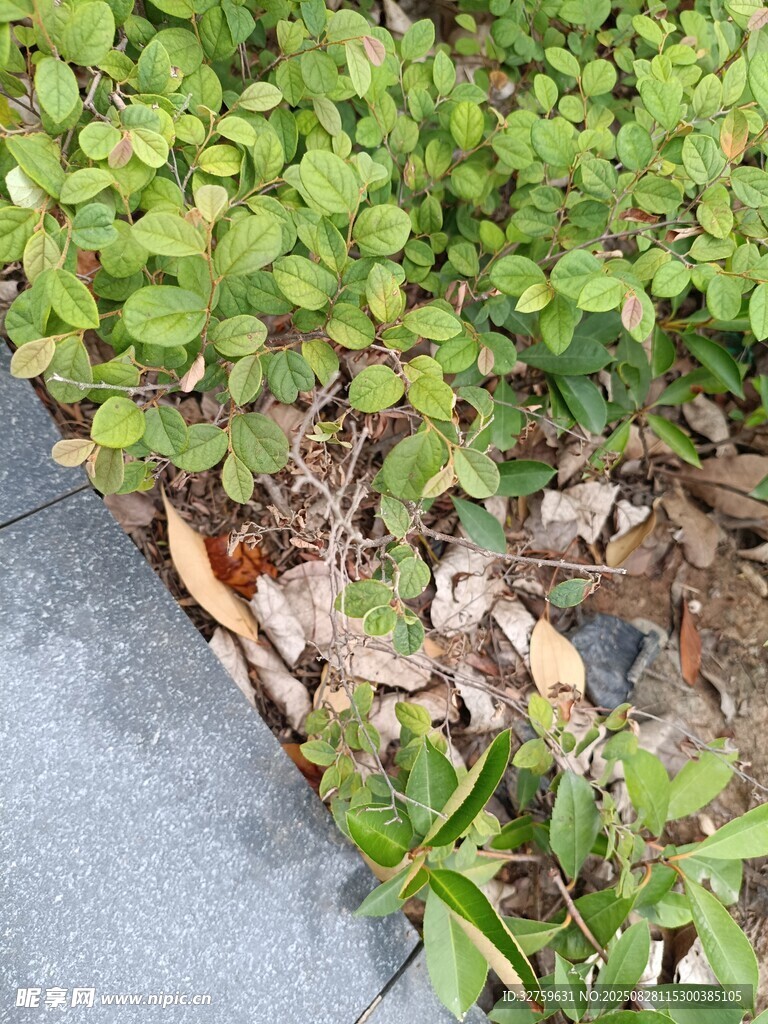 绿叶植物特写