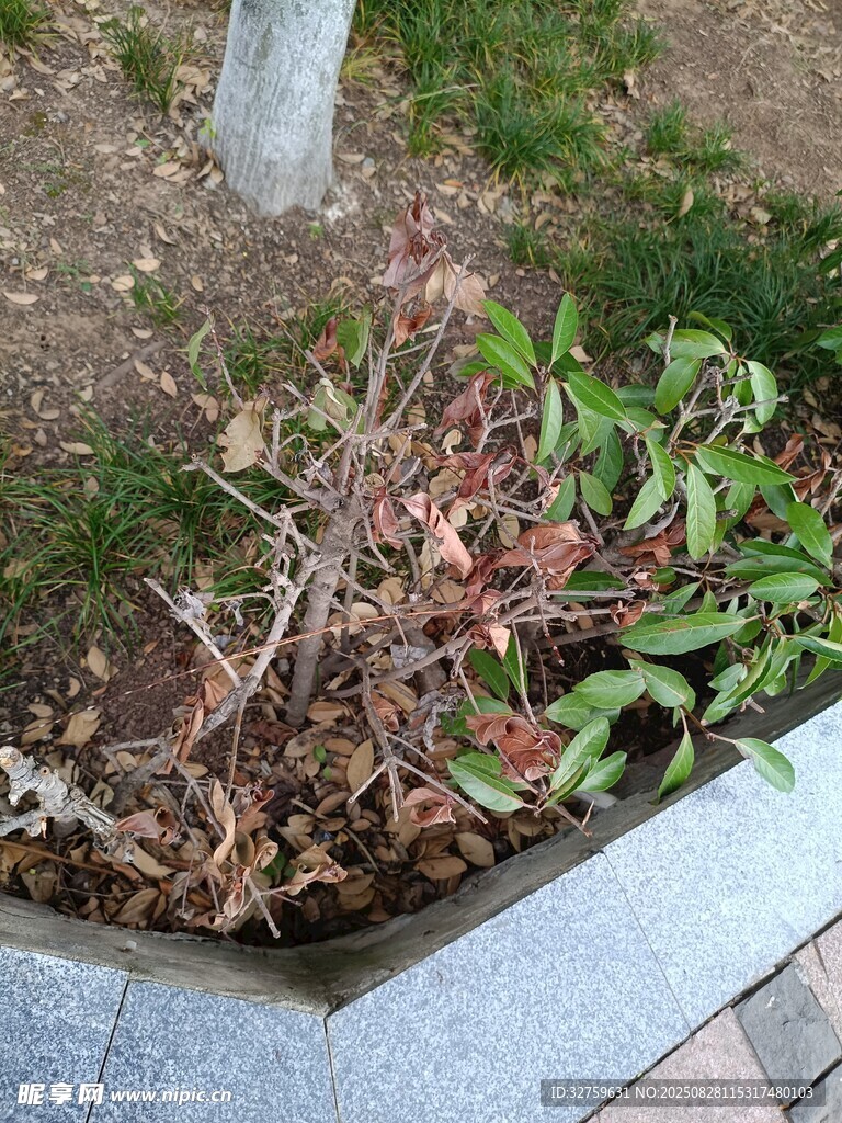 花坛中的枯萎植物
