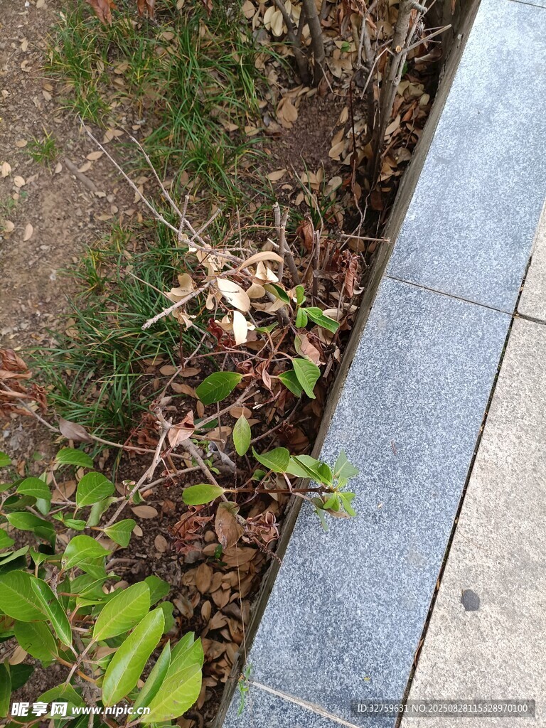 路边绿植与砖石边界景象