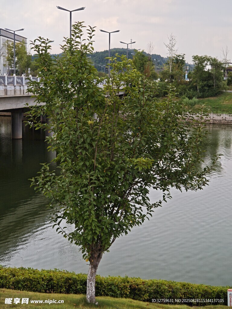 湖畔绿树 