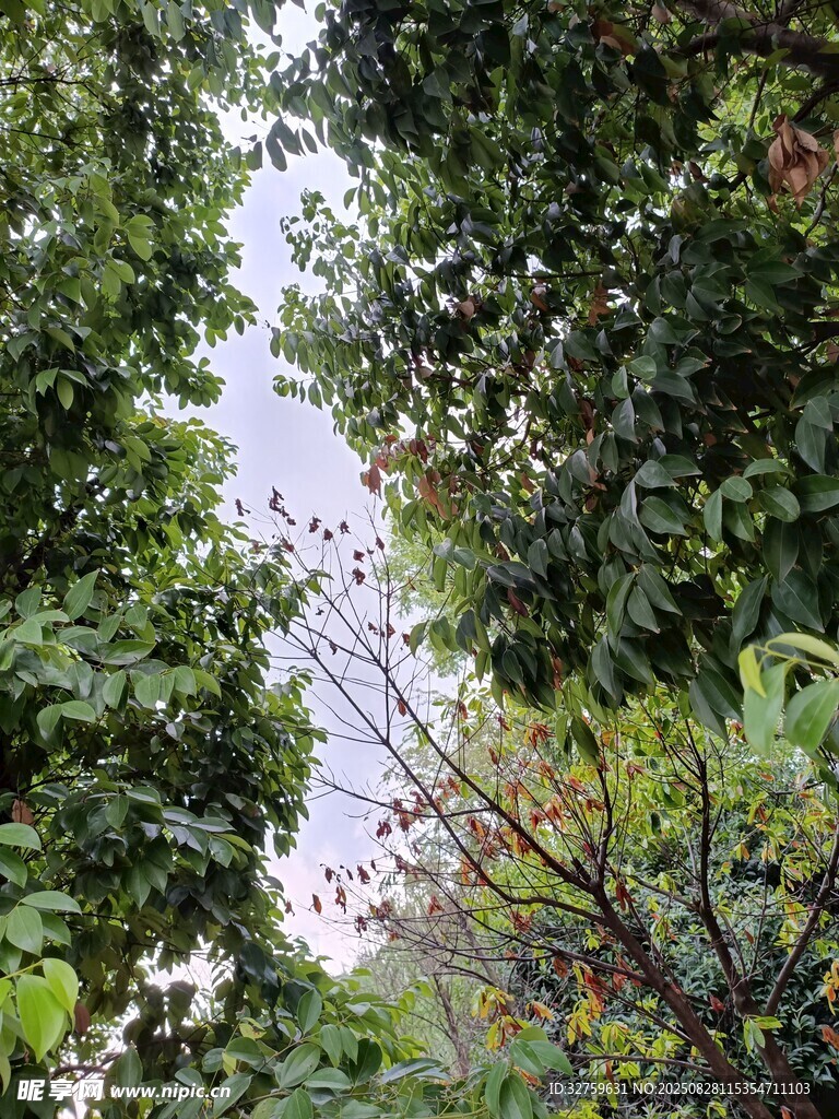 林间绿意