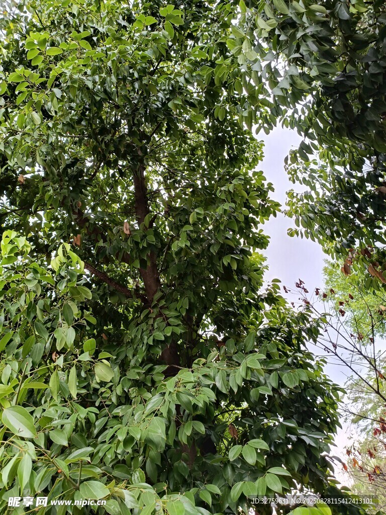 茂盛绿树展现自然生机