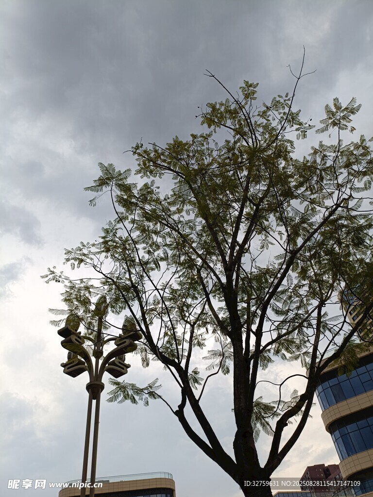 乌云下的绿树与建筑