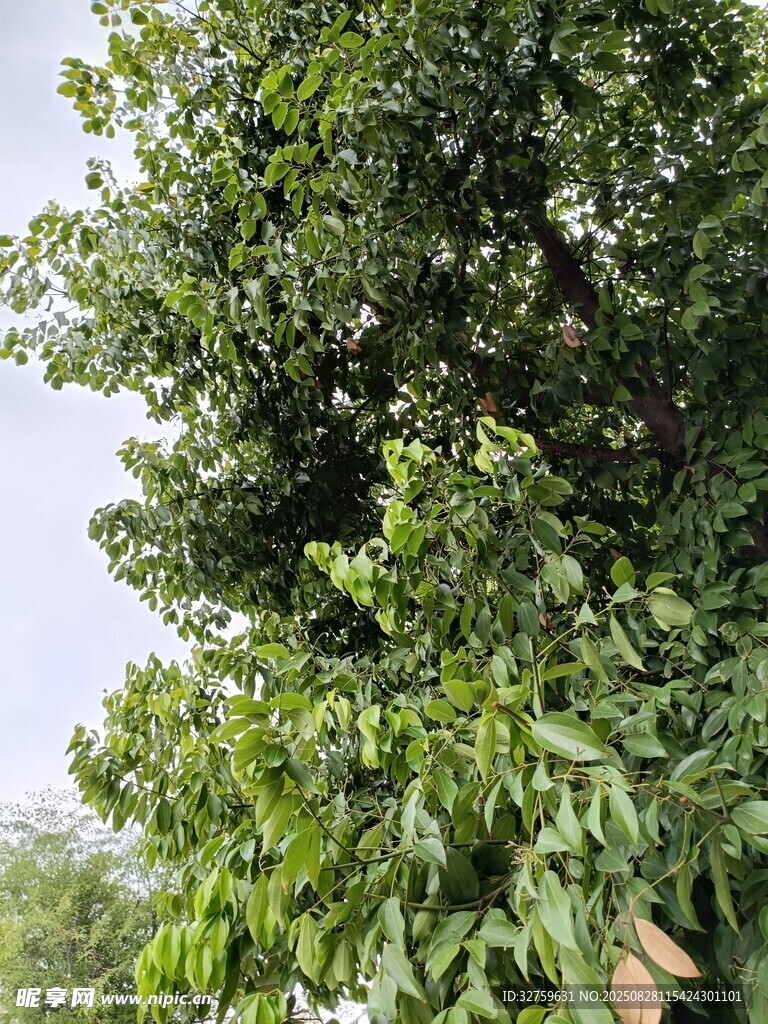 繁茂绿树