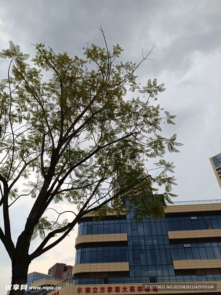 校园旁大树与教学楼景象