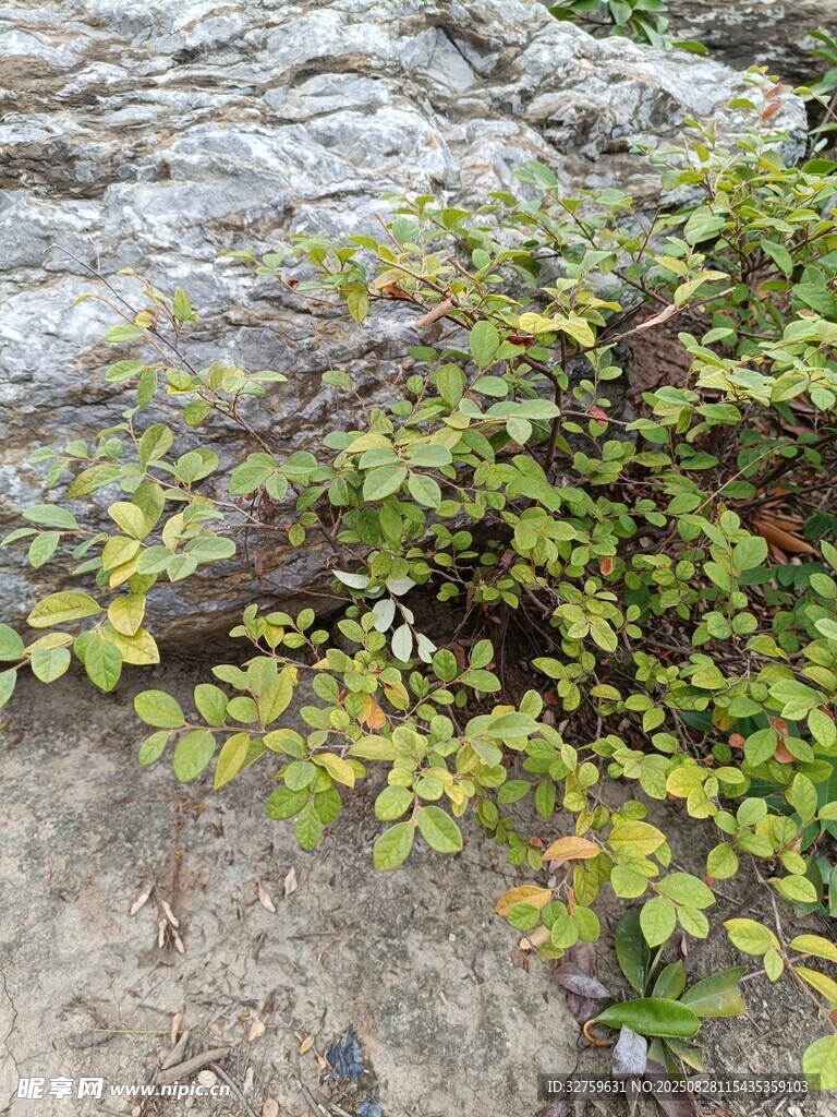 岩石边生长的翠绿植物