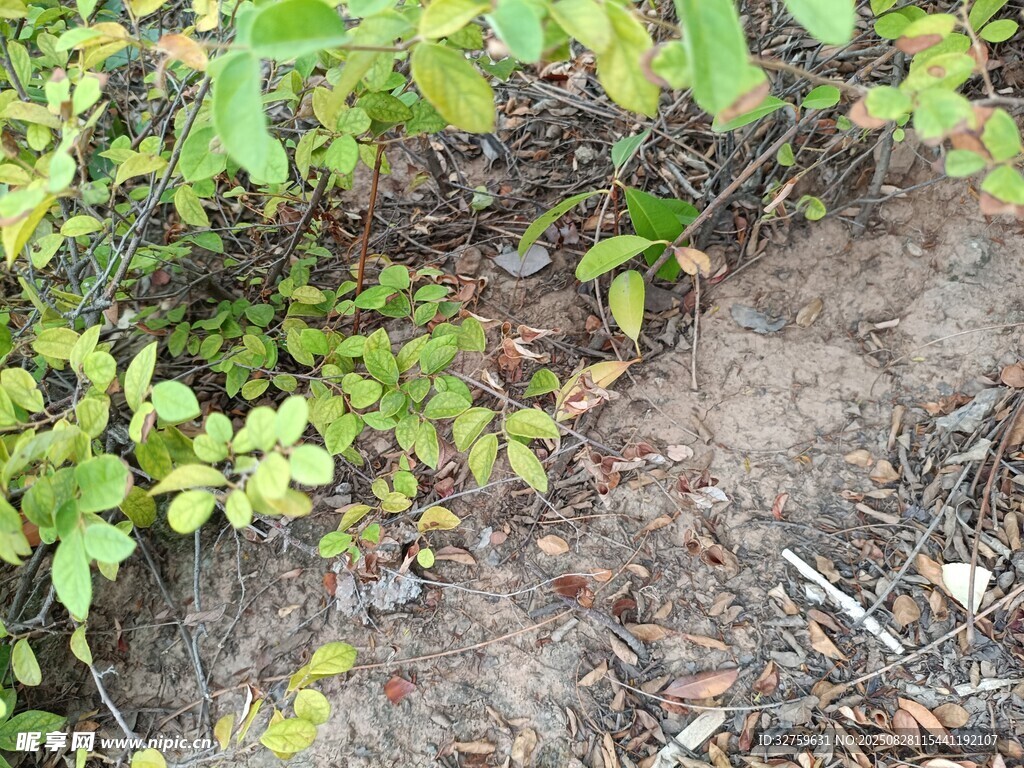 地面绿植与泥土景象