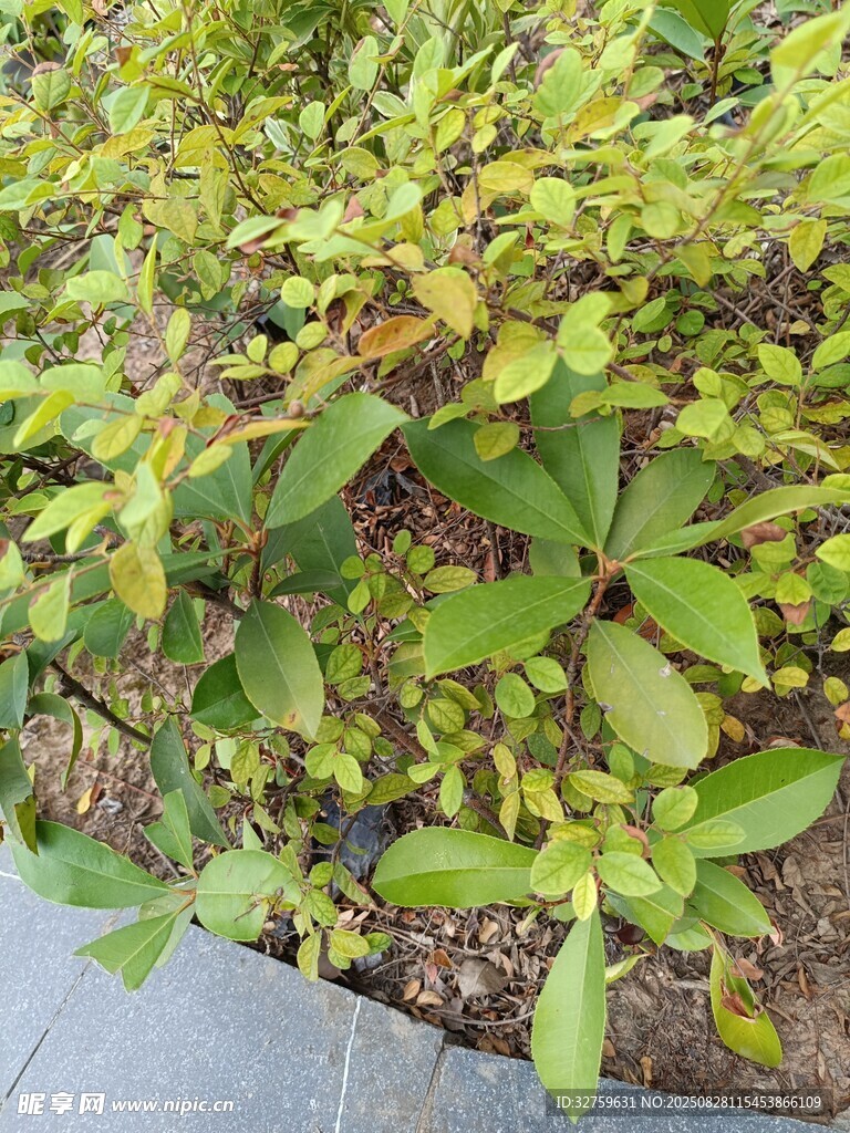 绿叶植物特写
