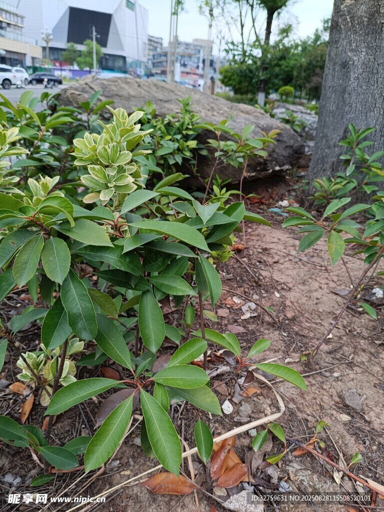 花园中的绿植景观