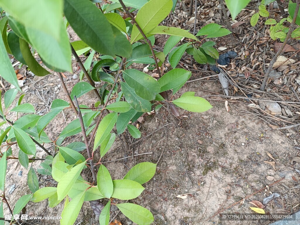 地面绿植特写