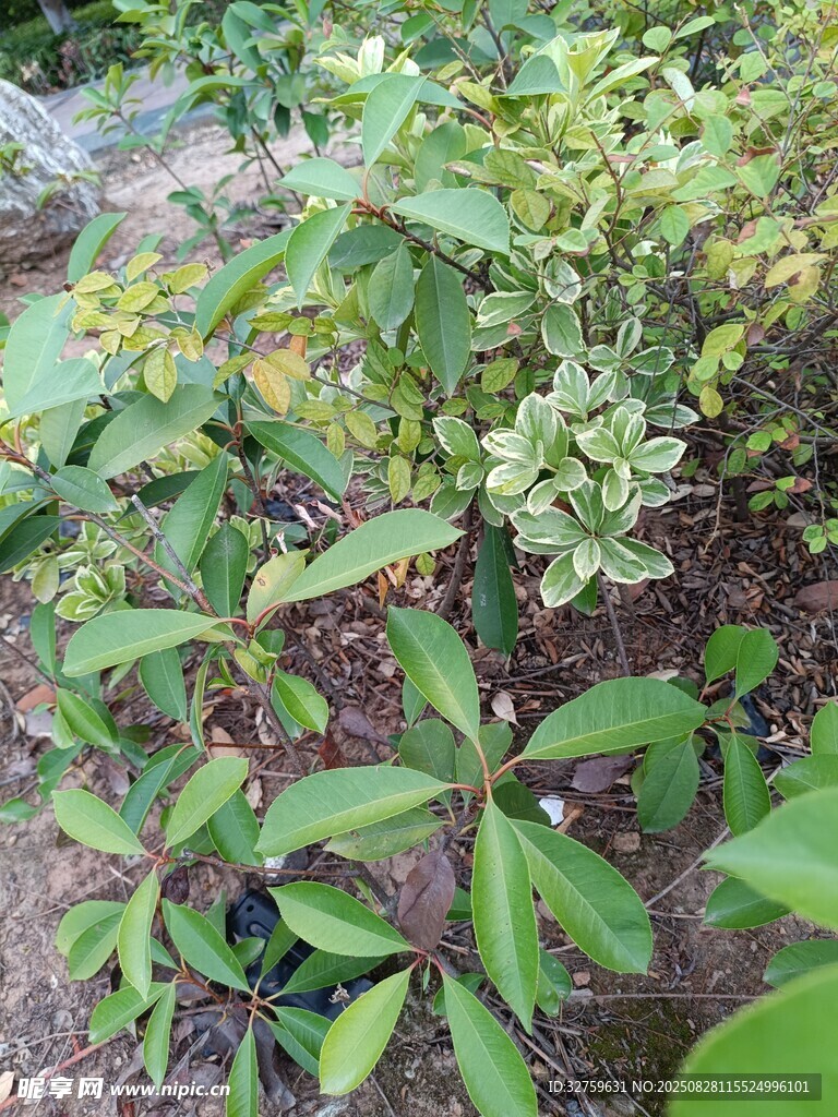 绿叶繁茂的植物景观