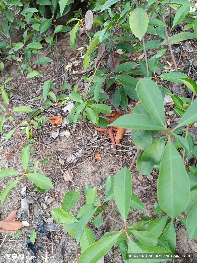 地面生长的绿色植物