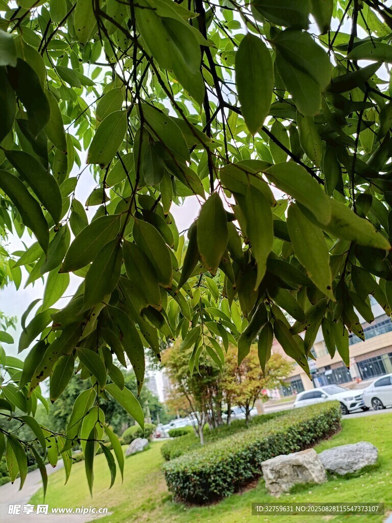 绿叶掩映下的清新景致