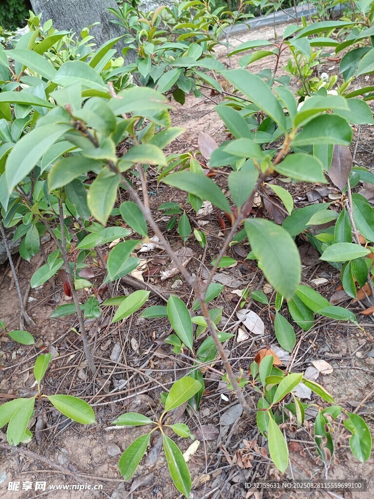 地面生长的绿色植物
